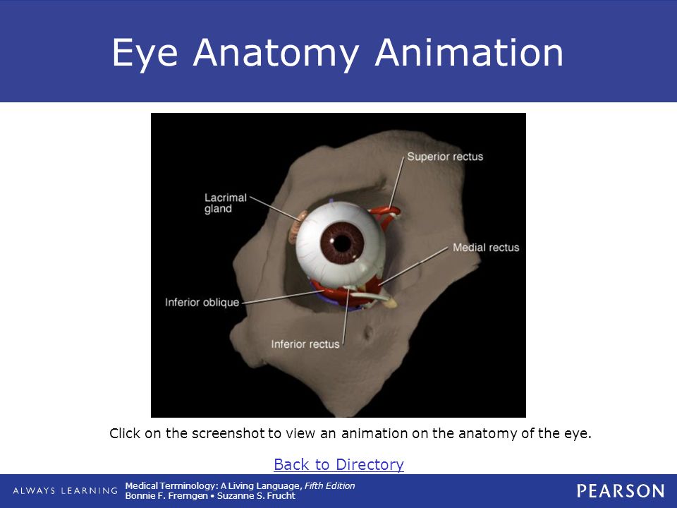 13 Special Senses: The Eye and the Ear. - ppt download 13 Special Senses: The Eye and the Ear. - ppt download