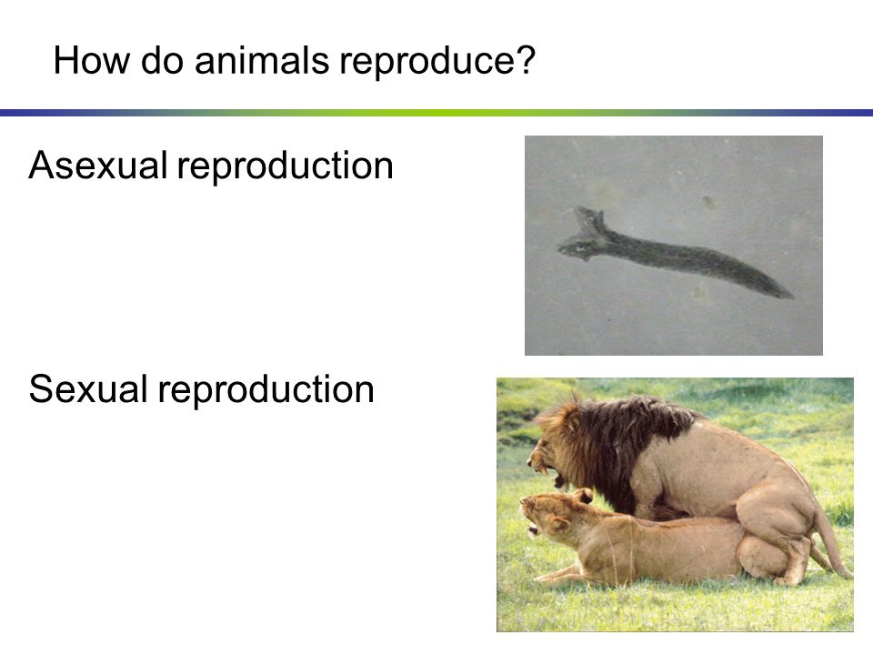 Chapter 36 – Animal Reproduction - ppt video online download