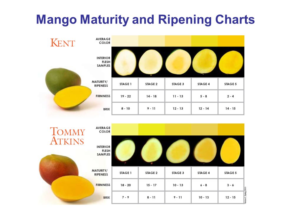 Mango Medium Size Chart