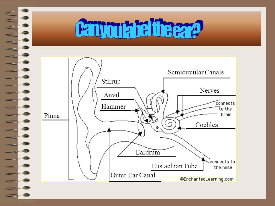 Enchanted Learning Ear Diagram Human Body Anatomy Sound travels through the auricle and the auditory canal, a short tube that ends at the eardrum. enchanted learning ear diagram human