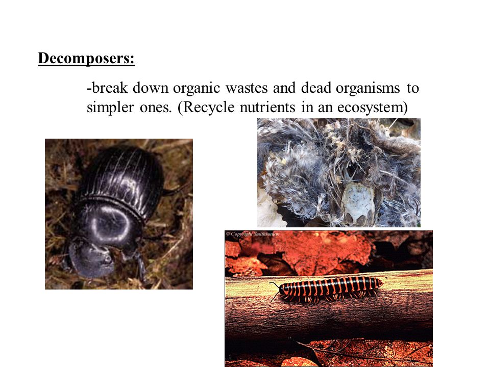 Decomposers: -break down organic wastes and dead organisms to simpler ones.