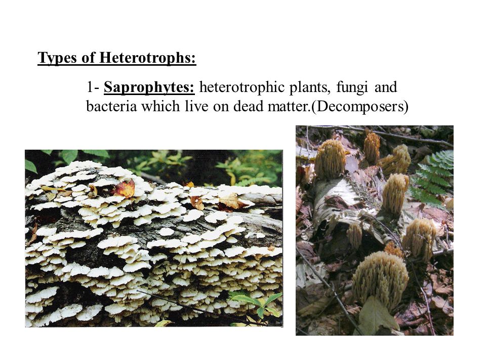 Types of Heterotrophs: