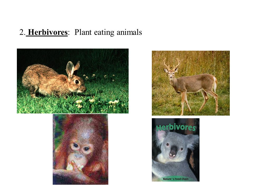 2. Herbivores: Plant eating animals
