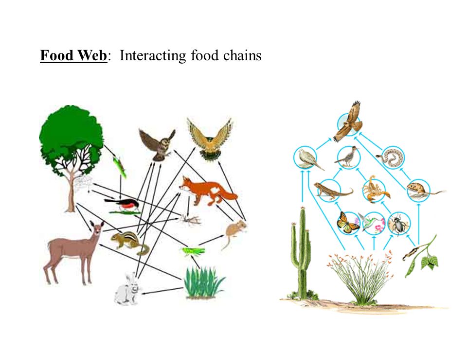 Food Web: Interacting food chains