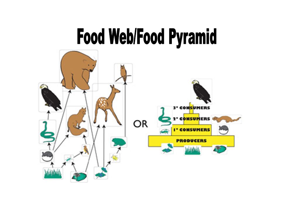 Food Web/Food Pyramid