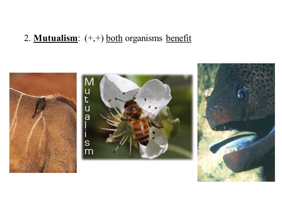 2. Mutualism: (+,+) both organisms benefit