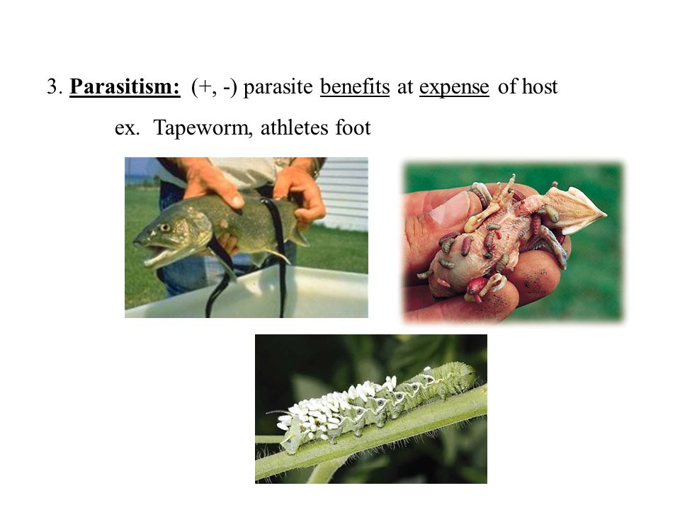 3. Parasitism: (+, -) parasite benefits at expense of host