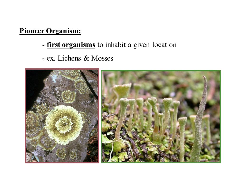 Pioneer Organism: - first organisms to inhabit a given location - ex. Lichens & Mosses