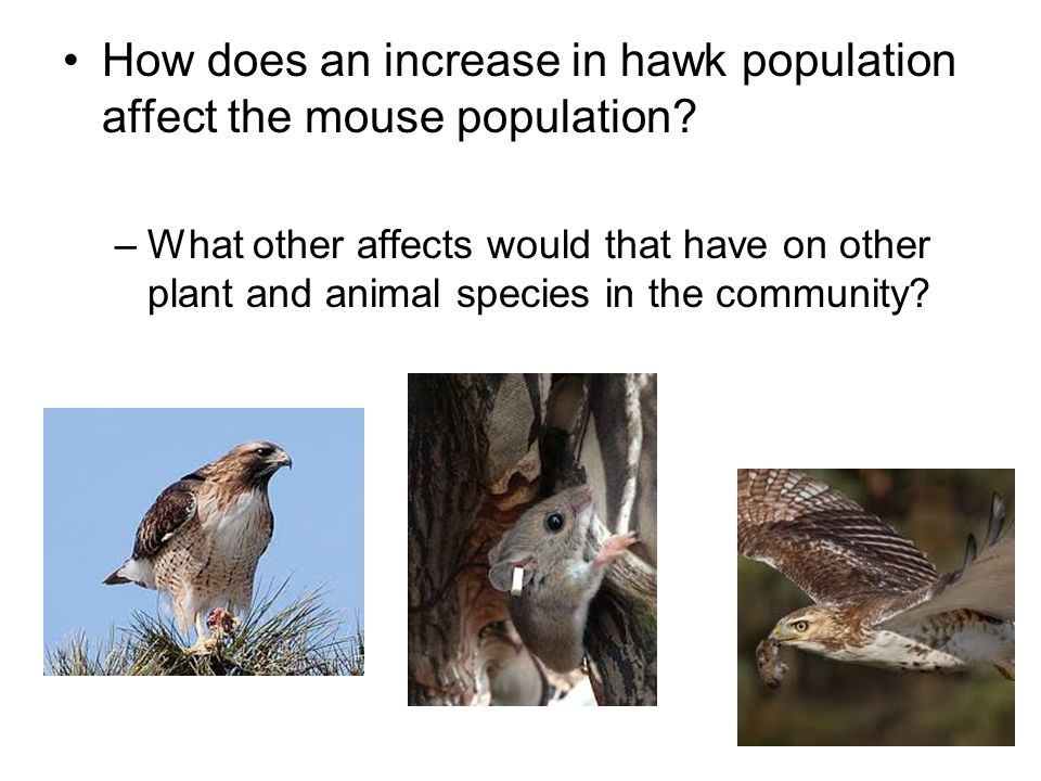 How does an increase in hawk population affect the mouse population
