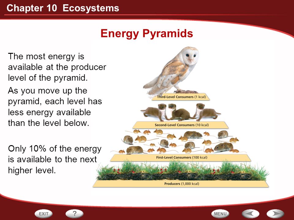 Energy Pyramids The most energy is available at the producer level of the pyramid.