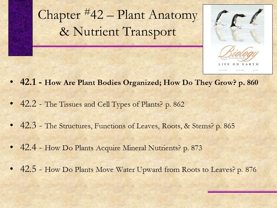 Chapter #42 – Plant Anatomy & Nutrient Transport
