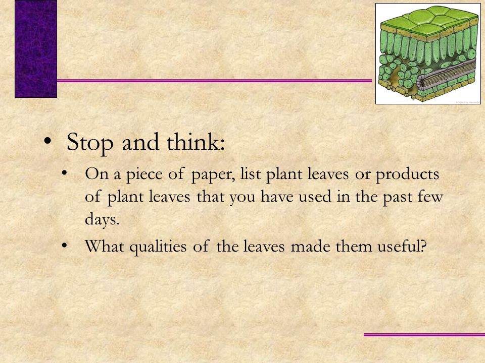 Stop and think: On a piece of paper, list plant leaves or products of plant leaves that you have used in the past few days.