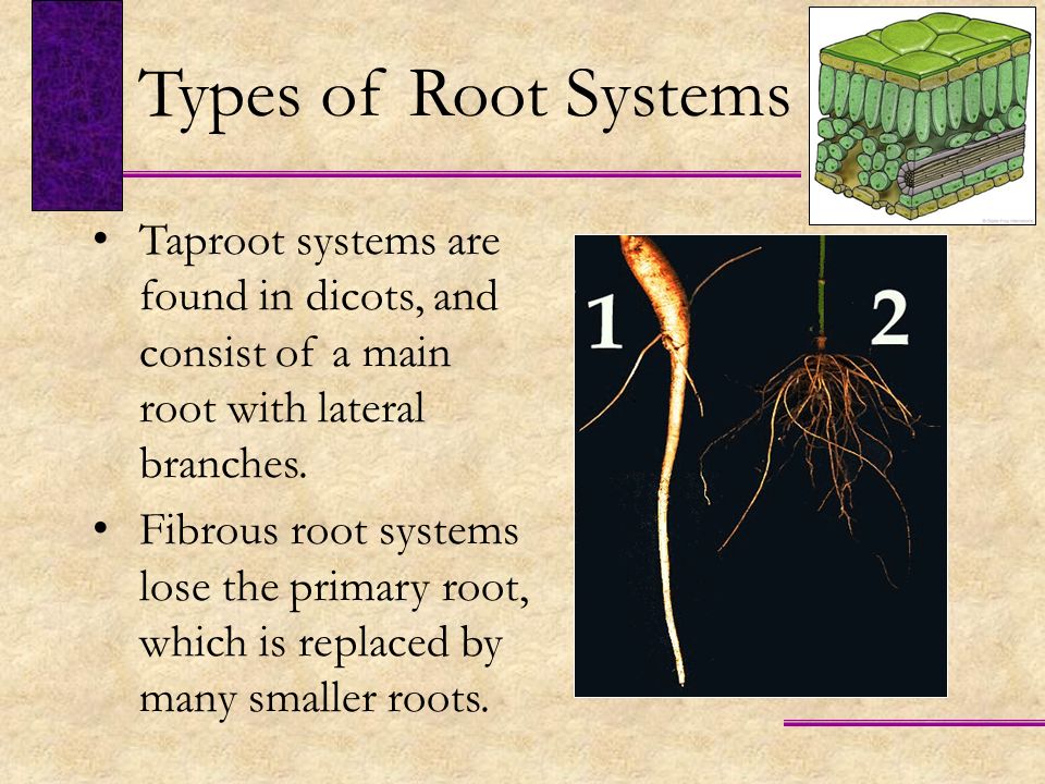 Types of Root Systems Taproot systems are found in dicots, and consist of a main root with lateral branches.