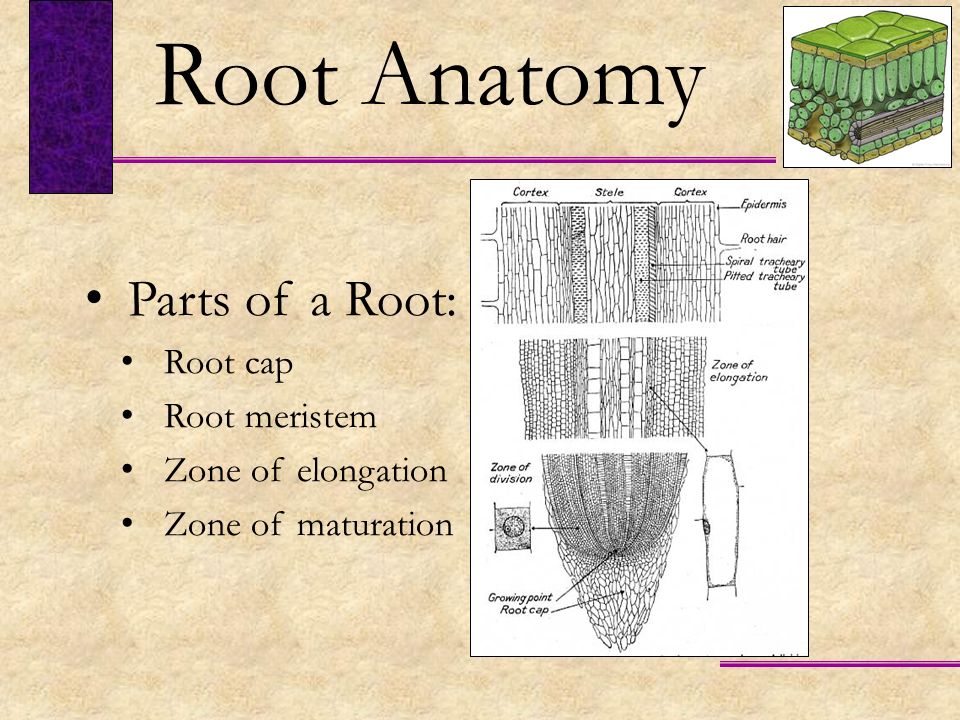 Root Anatomy Parts of a Root: Root cap Root meristem
