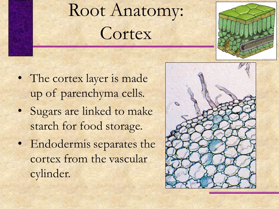 Root Anatomy: Cortex The cortex layer is made up of parenchyma cells.