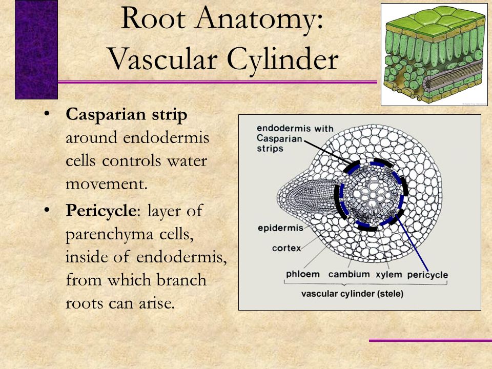 Root Anatomy: Vascular Cylinder