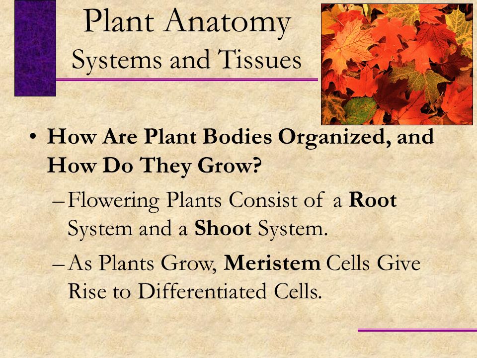 Plant Anatomy Systems and Tissues