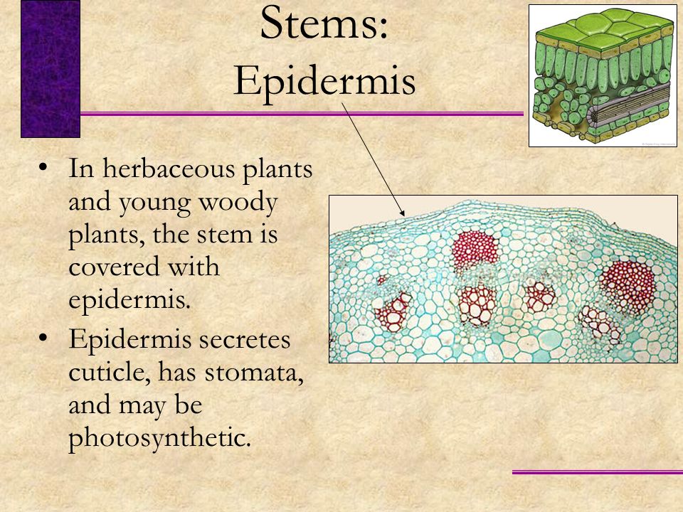 Stems: Epidermis. In herbaceous plants and young woody plants, the stem is covered with epidermis.