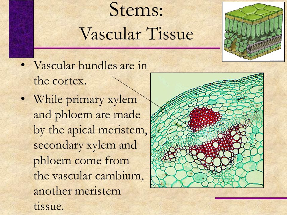 Stems: Vascular Tissue Vascular bundles are in the cortex.