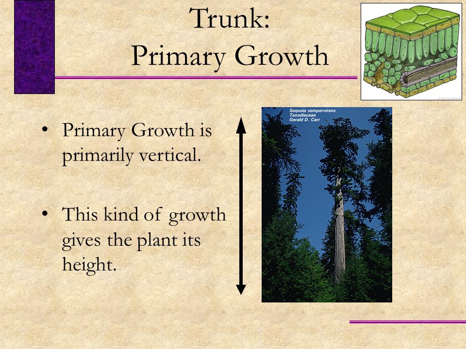 Trunk: Primary Growth Primary Growth is primarily vertical.