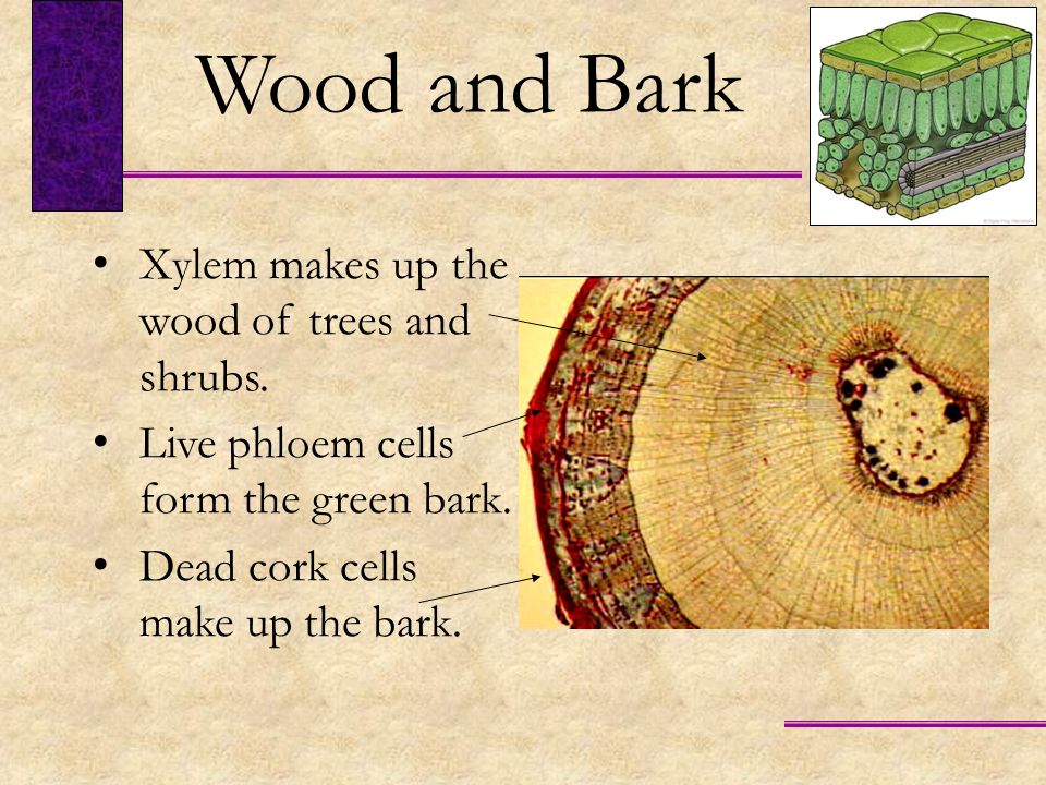 Wood and Bark Xylem makes up the wood of trees and shrubs.