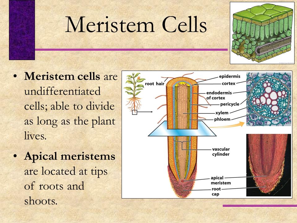 Meristem Cells Meristem cells are undifferentiated cells; able to divide as long as the plant lives.