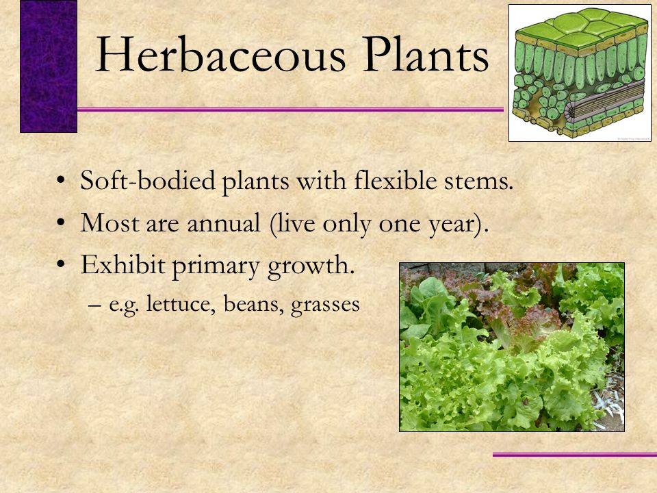 Herbaceous Plants Soft-bodied plants with flexible stems.