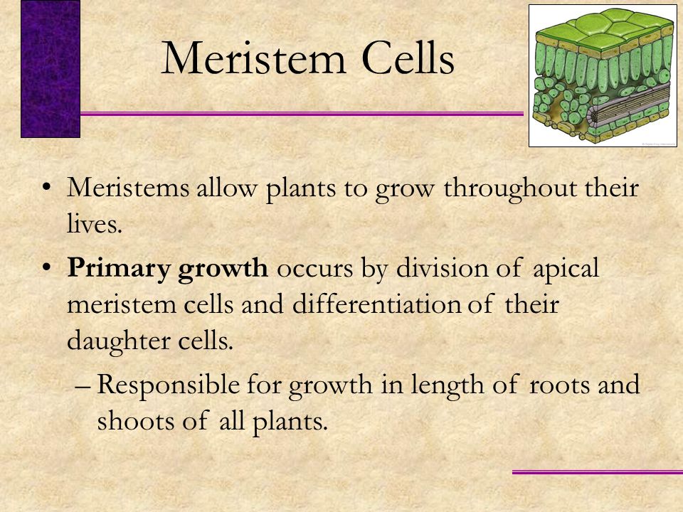 Meristem Cells Meristems allow plants to grow throughout their lives.