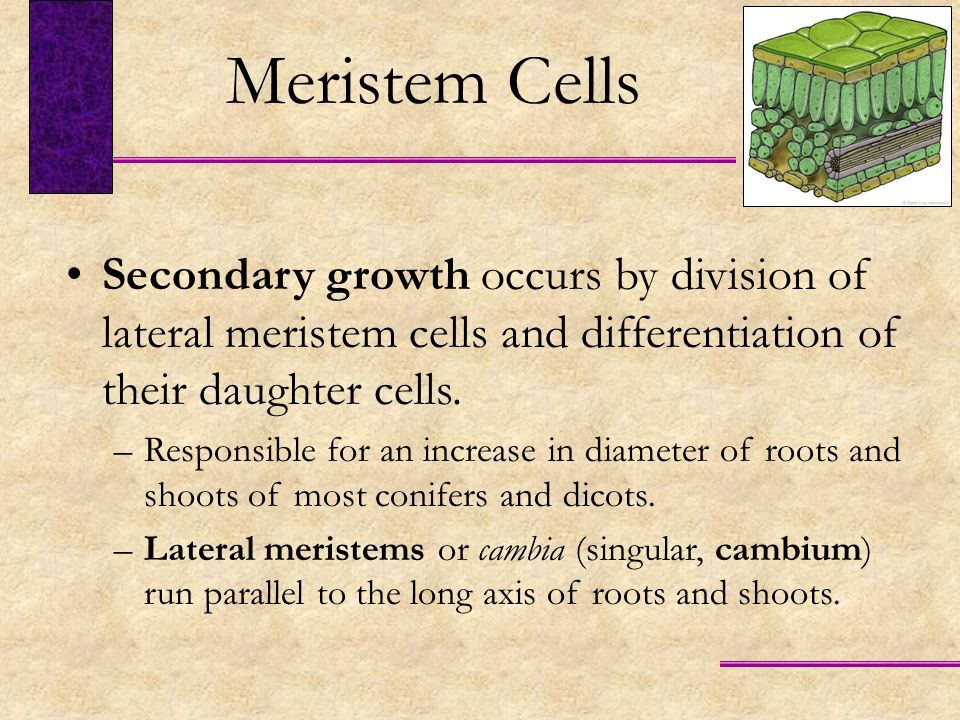Meristem Cells Secondary growth occurs by division of lateral meristem cells and differentiation of their daughter cells.