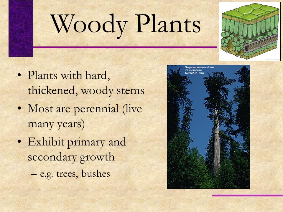 Woody Plants Plants with hard, thickened, woody stems
