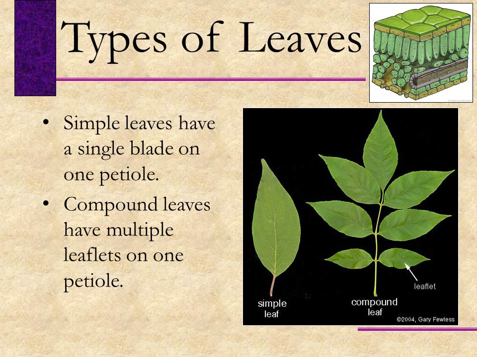 Types of Leaves Simple leaves have a single blade on one petiole.