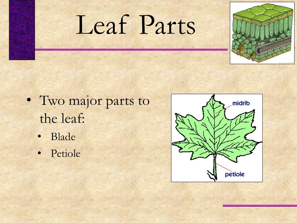 Leaf Parts Two major parts to the leaf: Blade Petiole