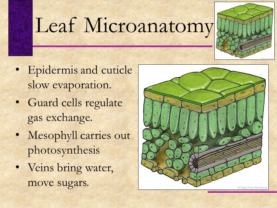 Leaf Microanatomy Epidermis and cuticle slow evaporation.