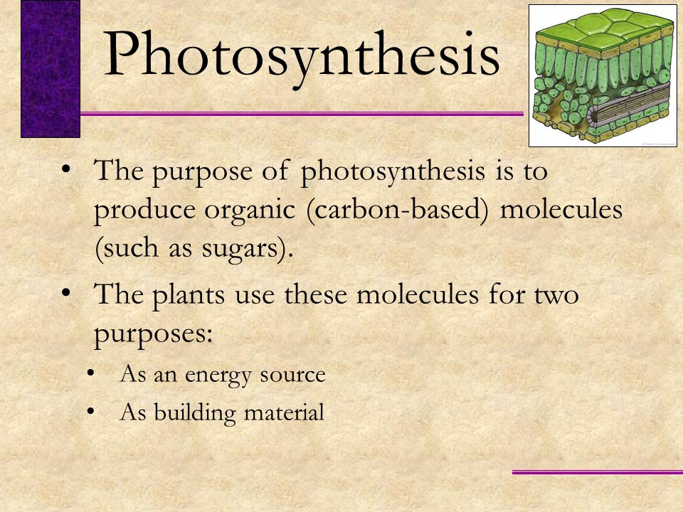 Photosynthesis The purpose of photosynthesis is to produce organic (carbon-based) molecules (such as sugars).