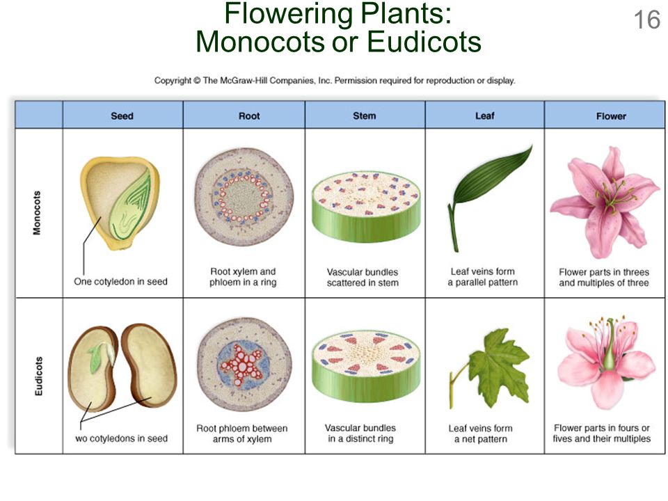 Flowering Plants: Monocots or Eudicots