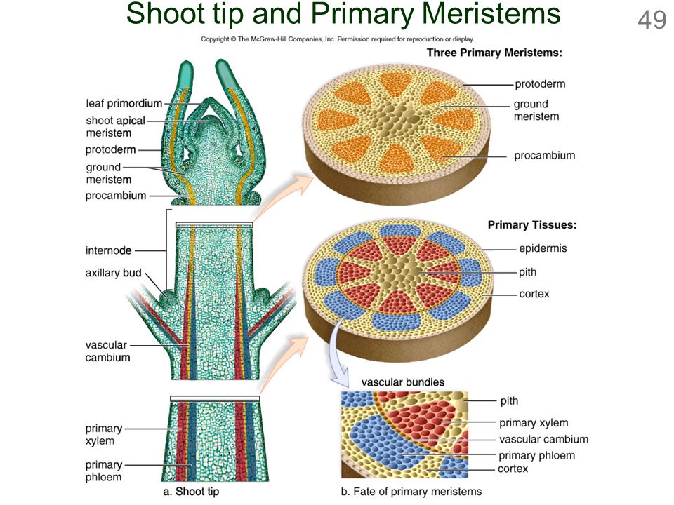 Shoot tip and Primary Meristems