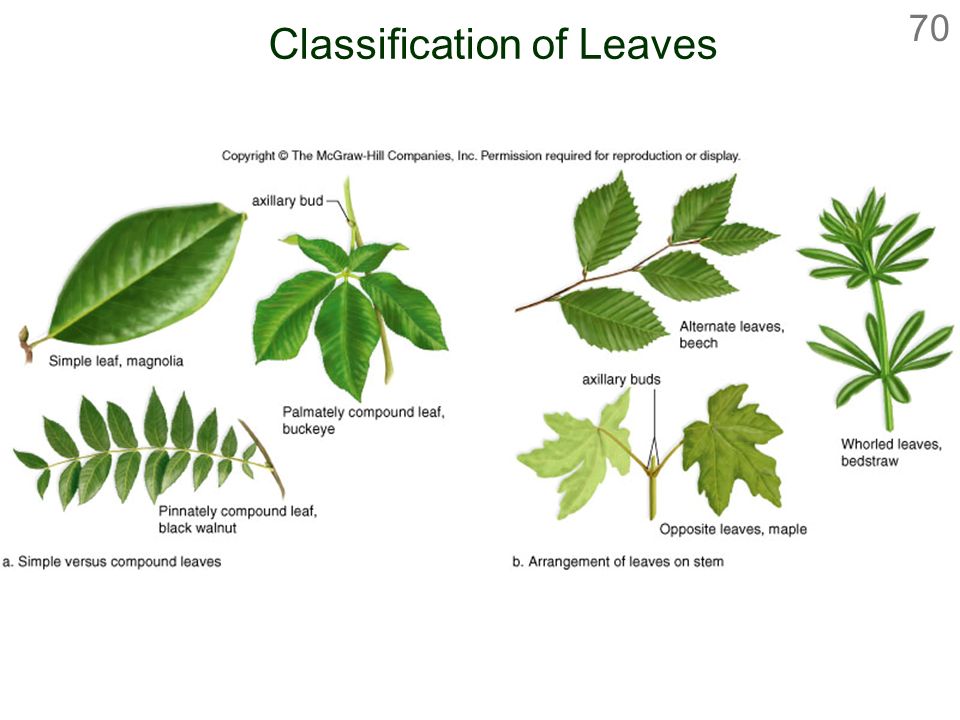 Classification of Leaves