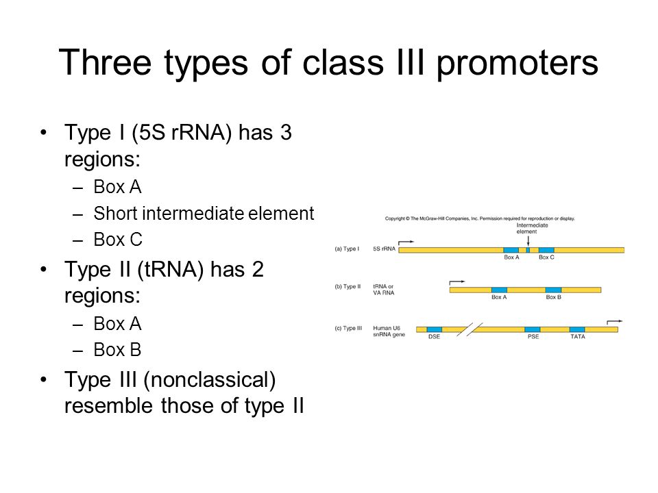 Eukaryotic Rna Polymerases And Their Promoters Ppt Video Online