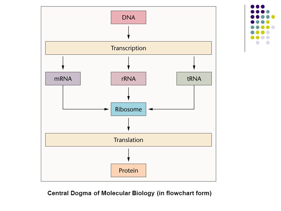 Central Dogma Flow Chart