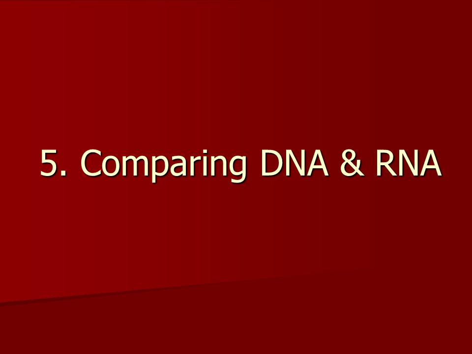 5. Comparing DNA & RNA
