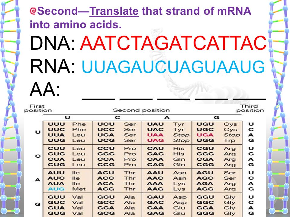 Rna Translation Chart