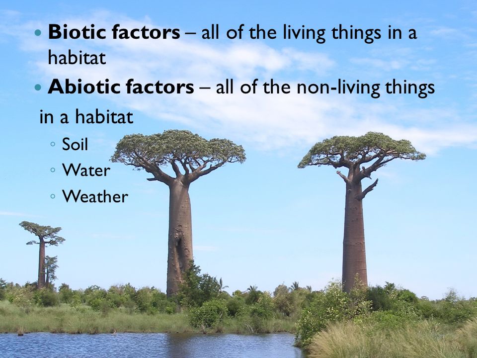 Biotic factors – all of the living things in a habitat