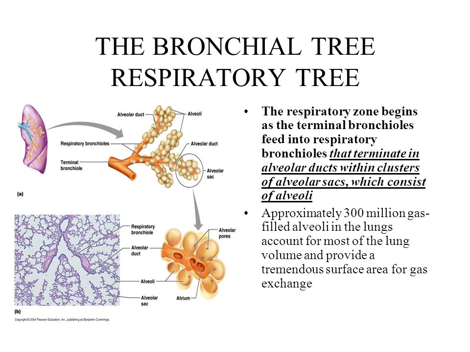 RESPIRATORY SYSTEM. - ppt download RESPIRATORY SYSTEM. - ppt download