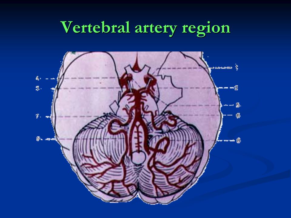 Vertebral artery region