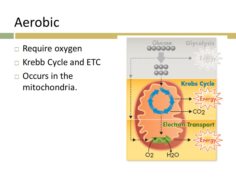 Aerobic Require oxygen Krebb Cycle and ETC Occurs in the mitochondria.