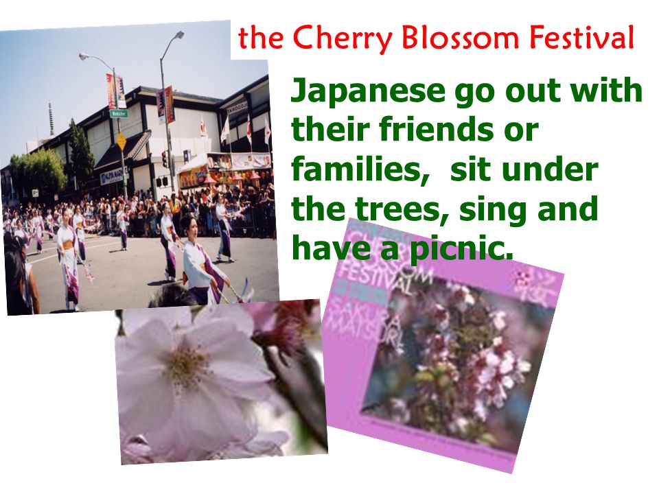 the Cherry Blossom Festival