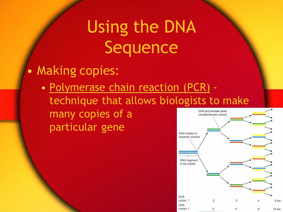 Using the DNA Sequence Making copies: