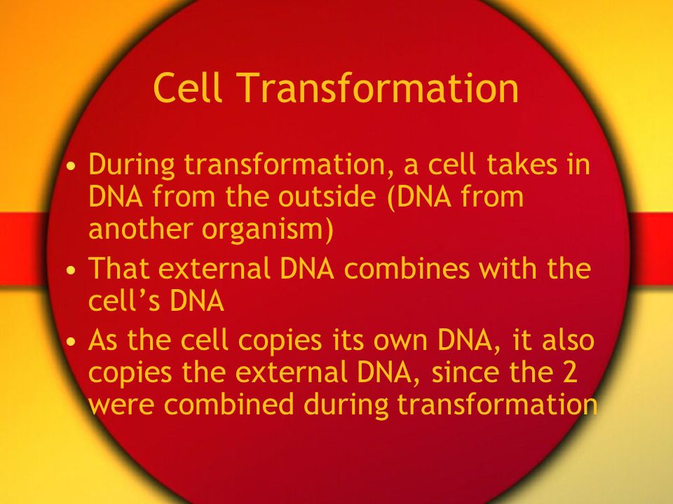 Cell Transformation During transformation, a cell takes in DNA from the outside (DNA from another organism)