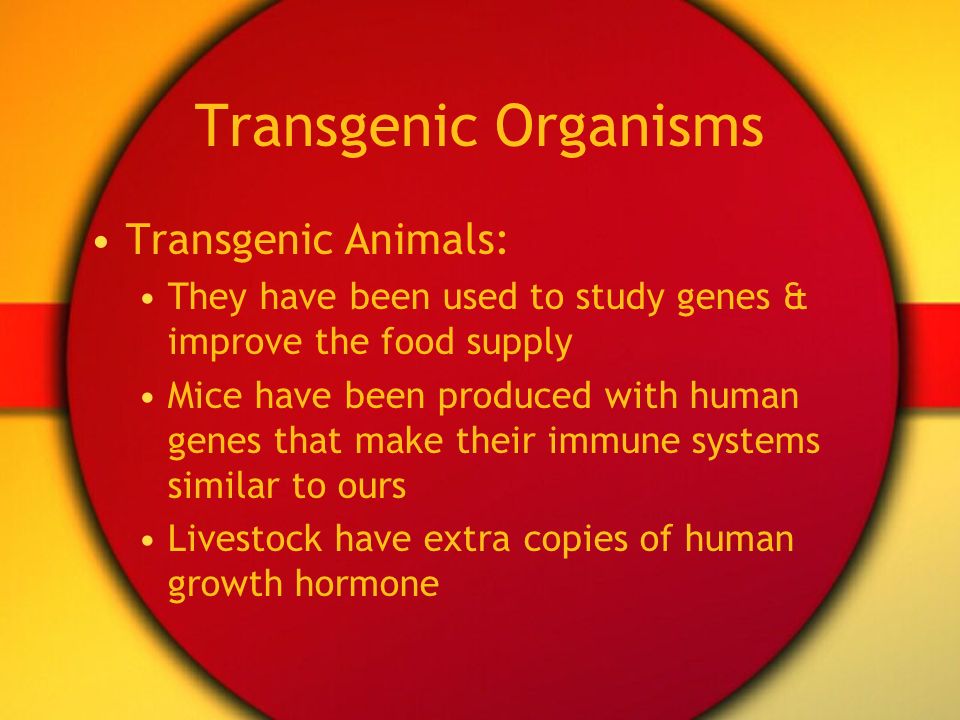 Transgenic Organisms Transgenic Animals: