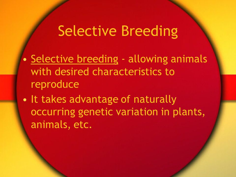 Selective Breeding Selective breeding - allowing animals with desired characteristics to reproduce.